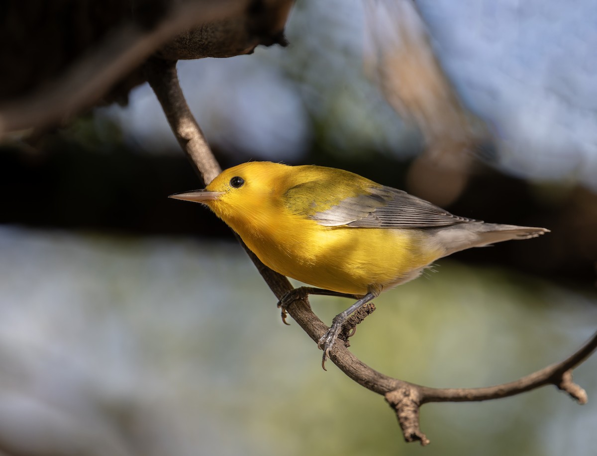 Prothonotary Warbler - ML609182518
