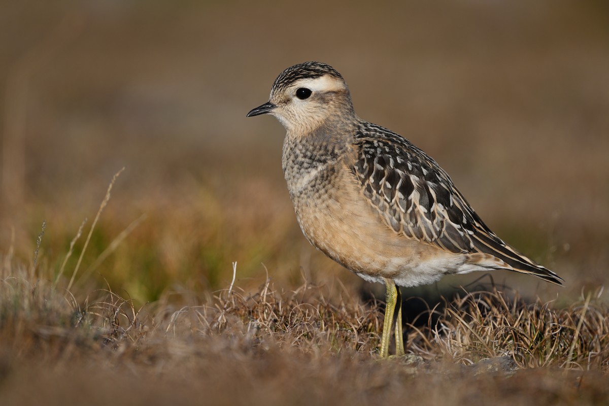 Eurasian Dotterel - Manuel Segura Herrero