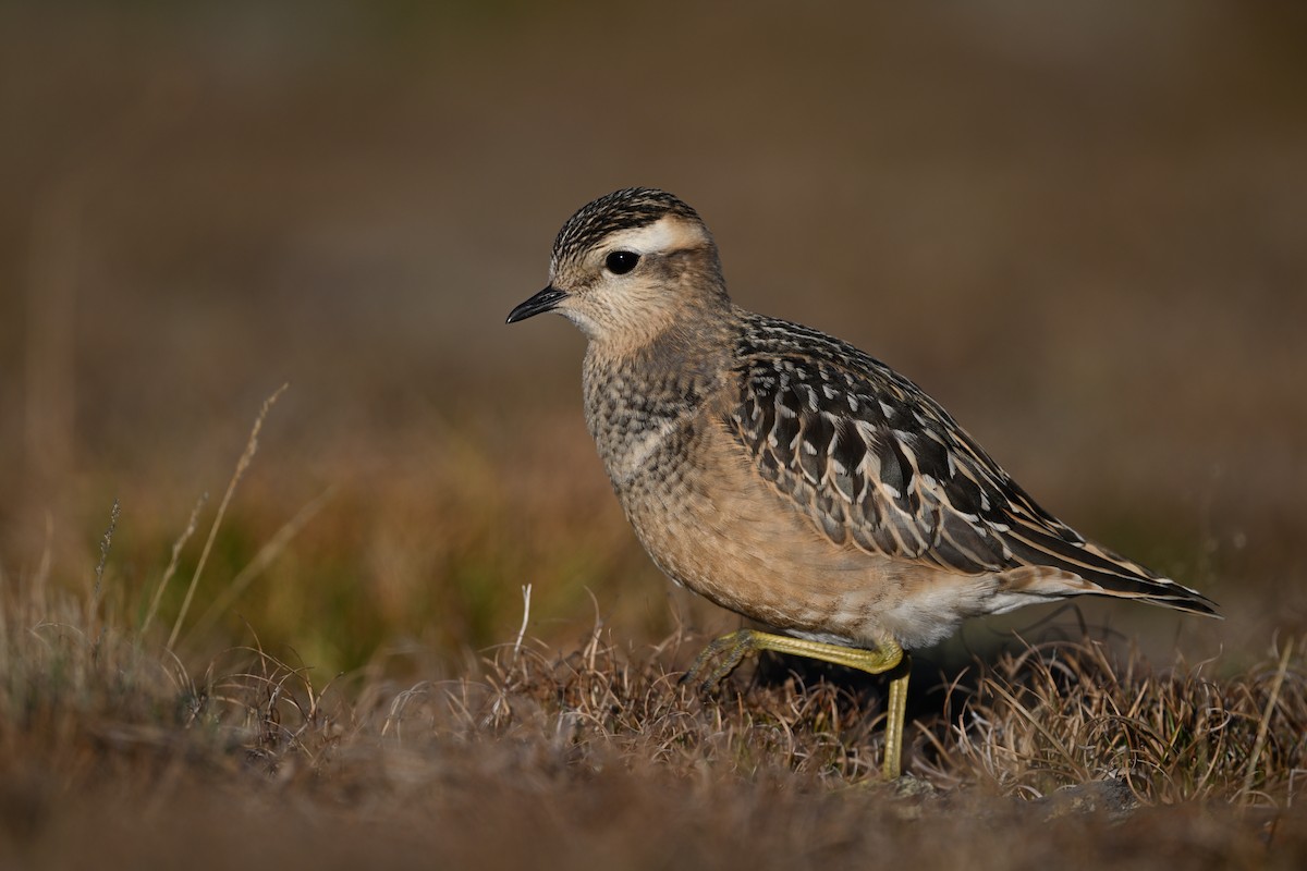 Eurasian Dotterel - Manuel Segura Herrero