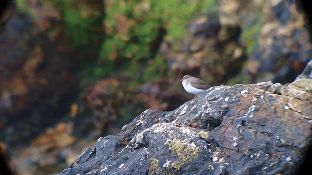 Spotted Sandpiper - ML609182639