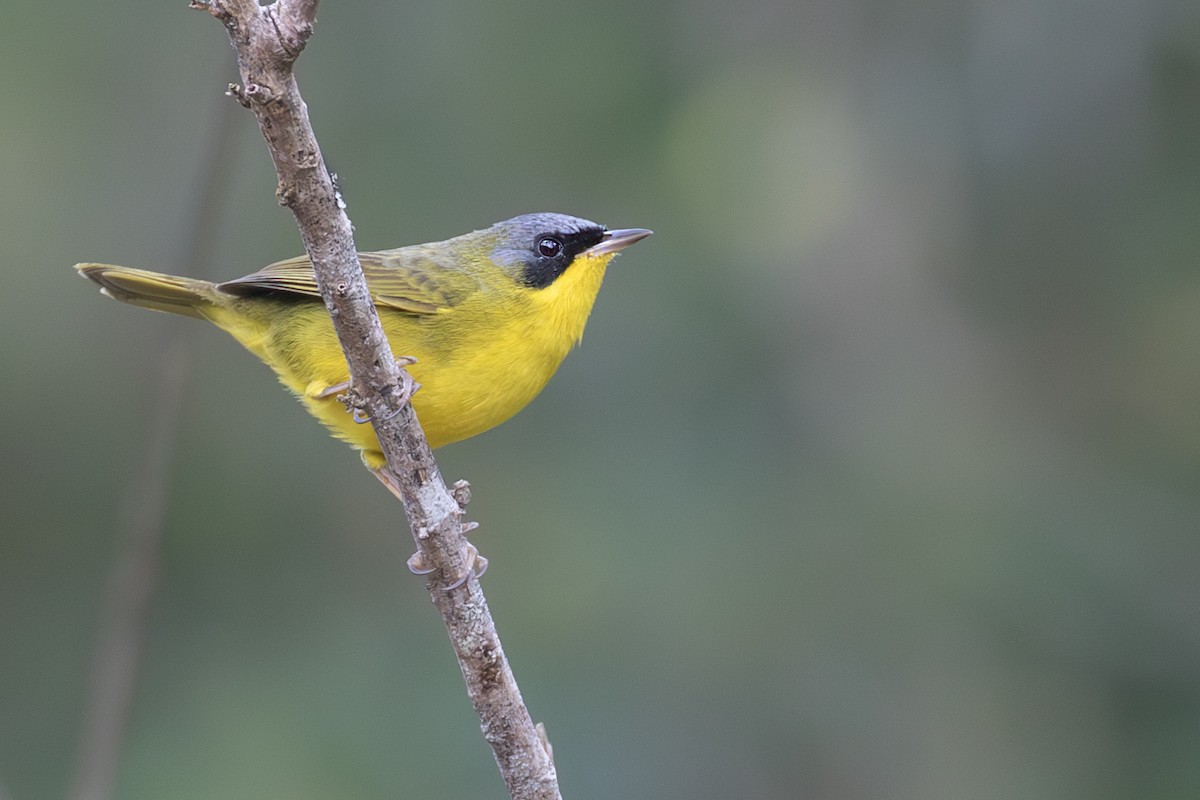 Southern Yellowthroat - Caio Brito