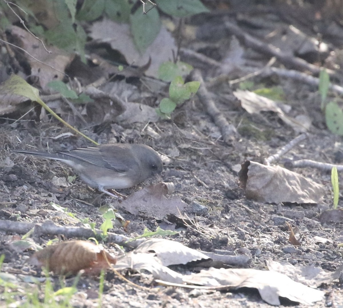 Dark-eyed Junco - ML609182838