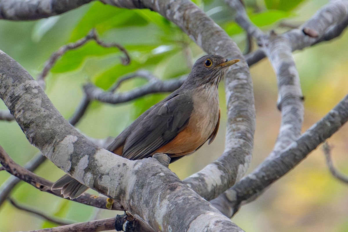 Rufous-bellied Thrush - Nancy Christensen