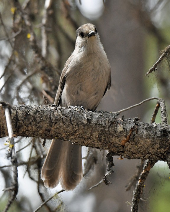 Canada Jay - ML609183113