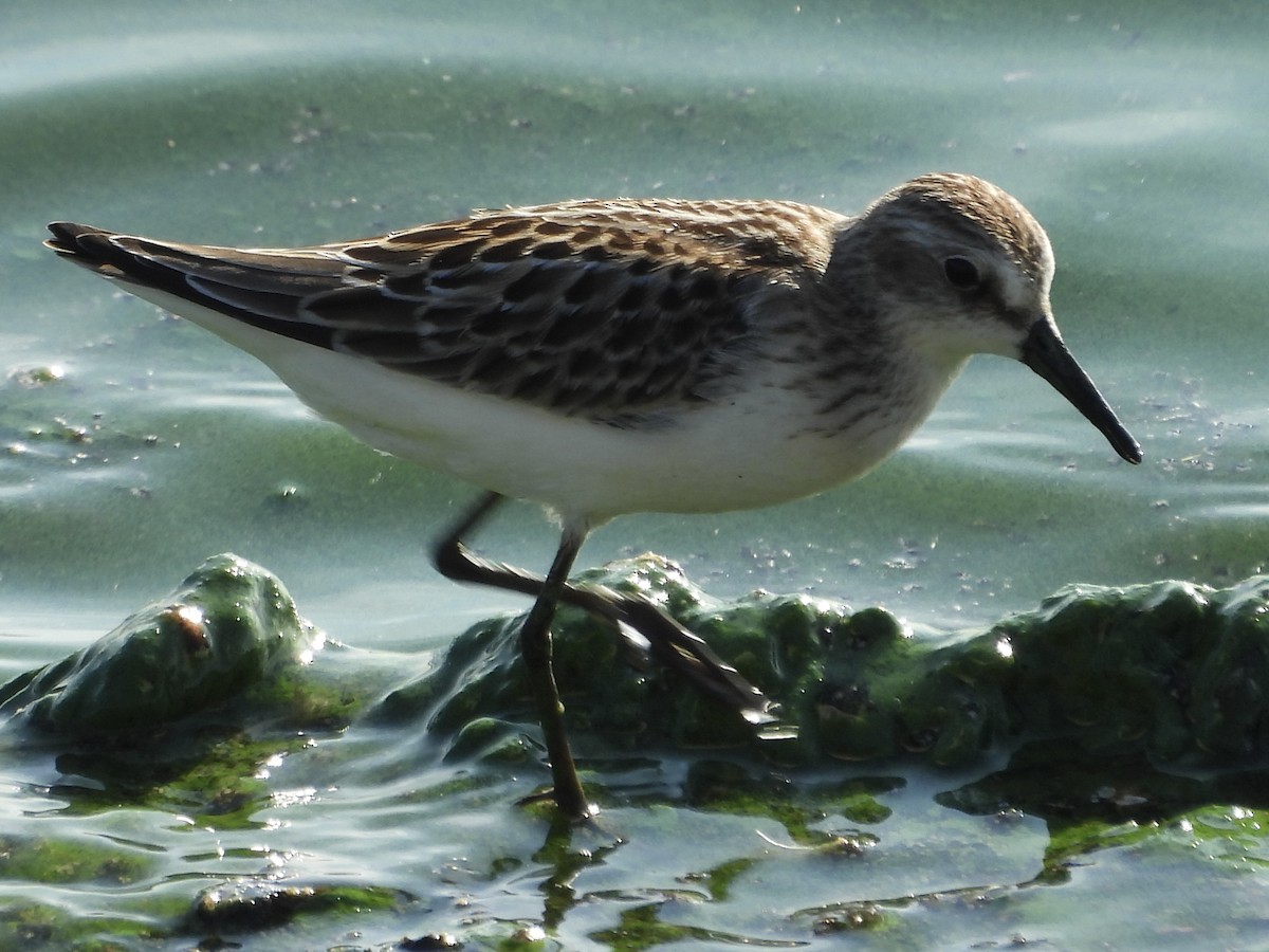 Semipalmated Plover - ML609183128