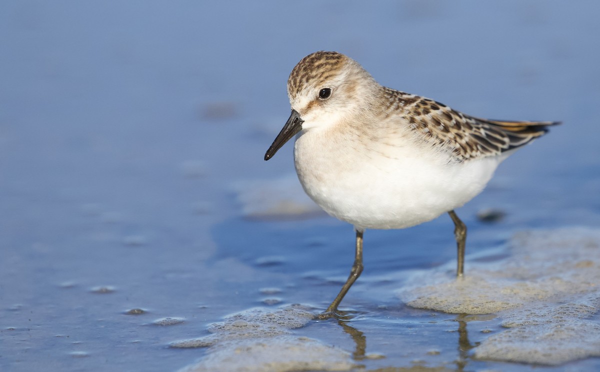 Semipalmated Sandpiper - ML609183176