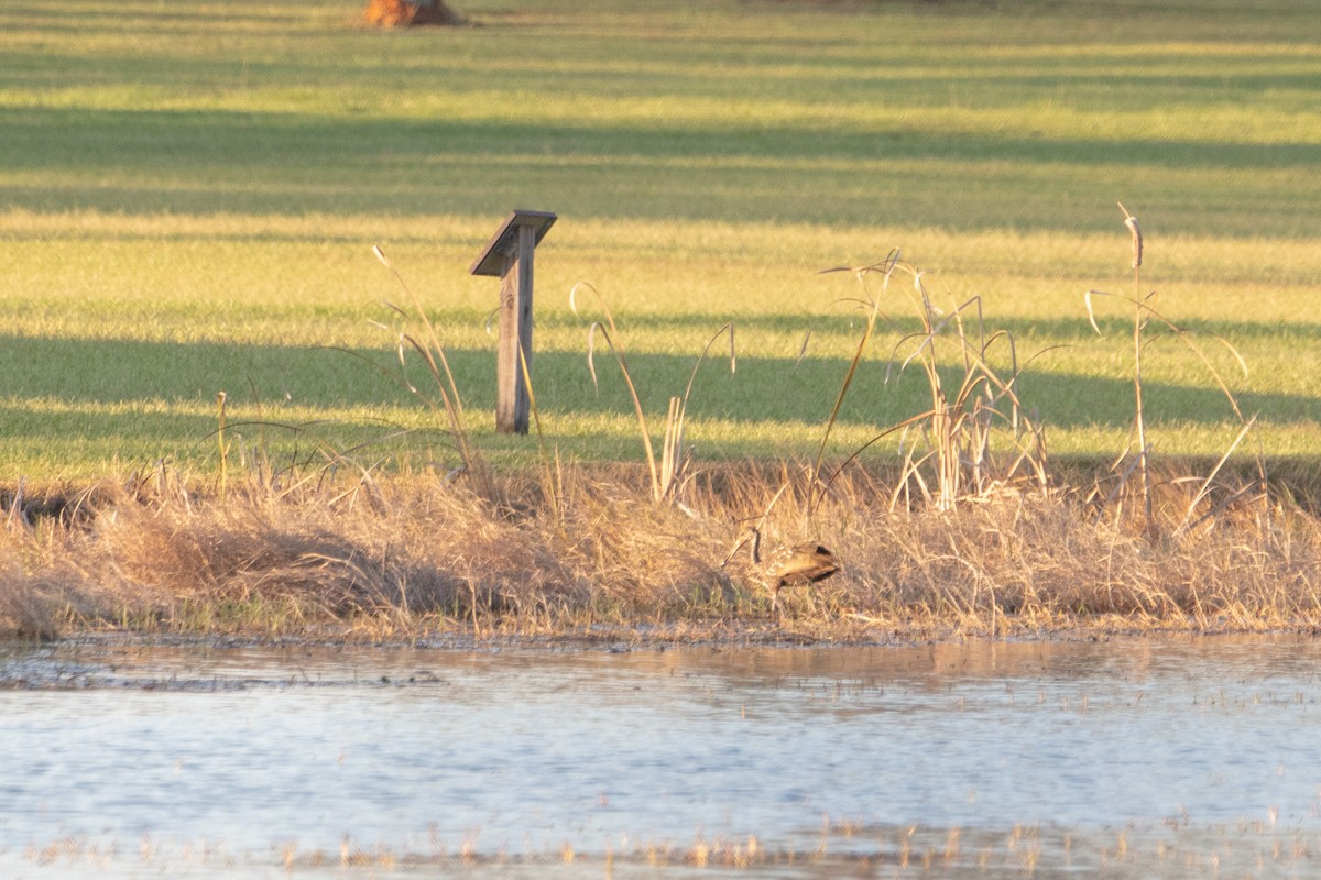 Limpkin - Joshua Snead