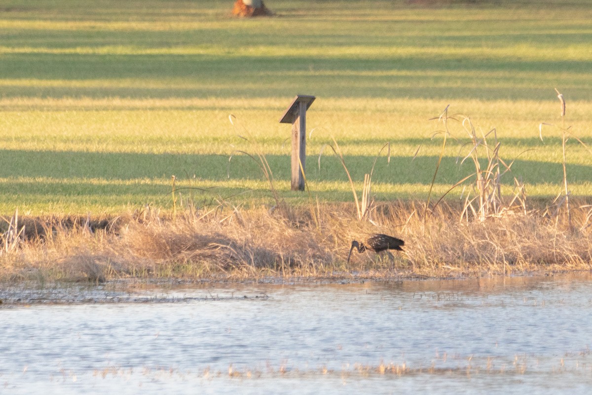 Limpkin - Joshua Snead