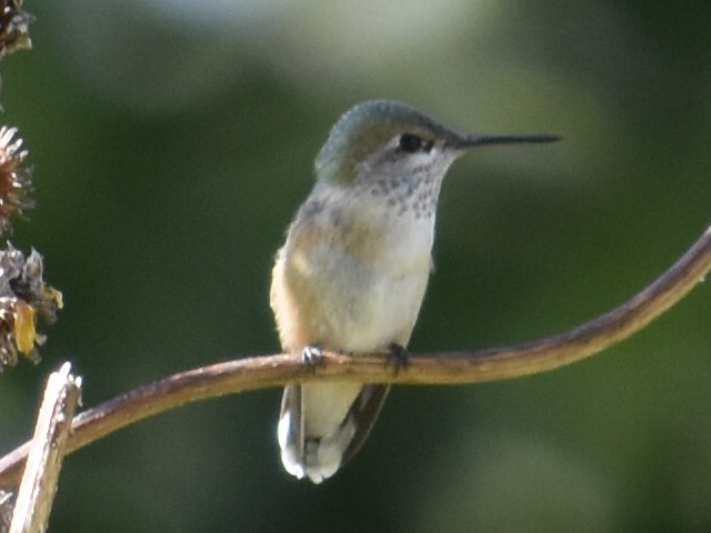 Calliope Hummingbird - ML609183230