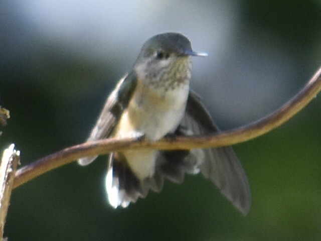 Calliope Hummingbird - ML609183237