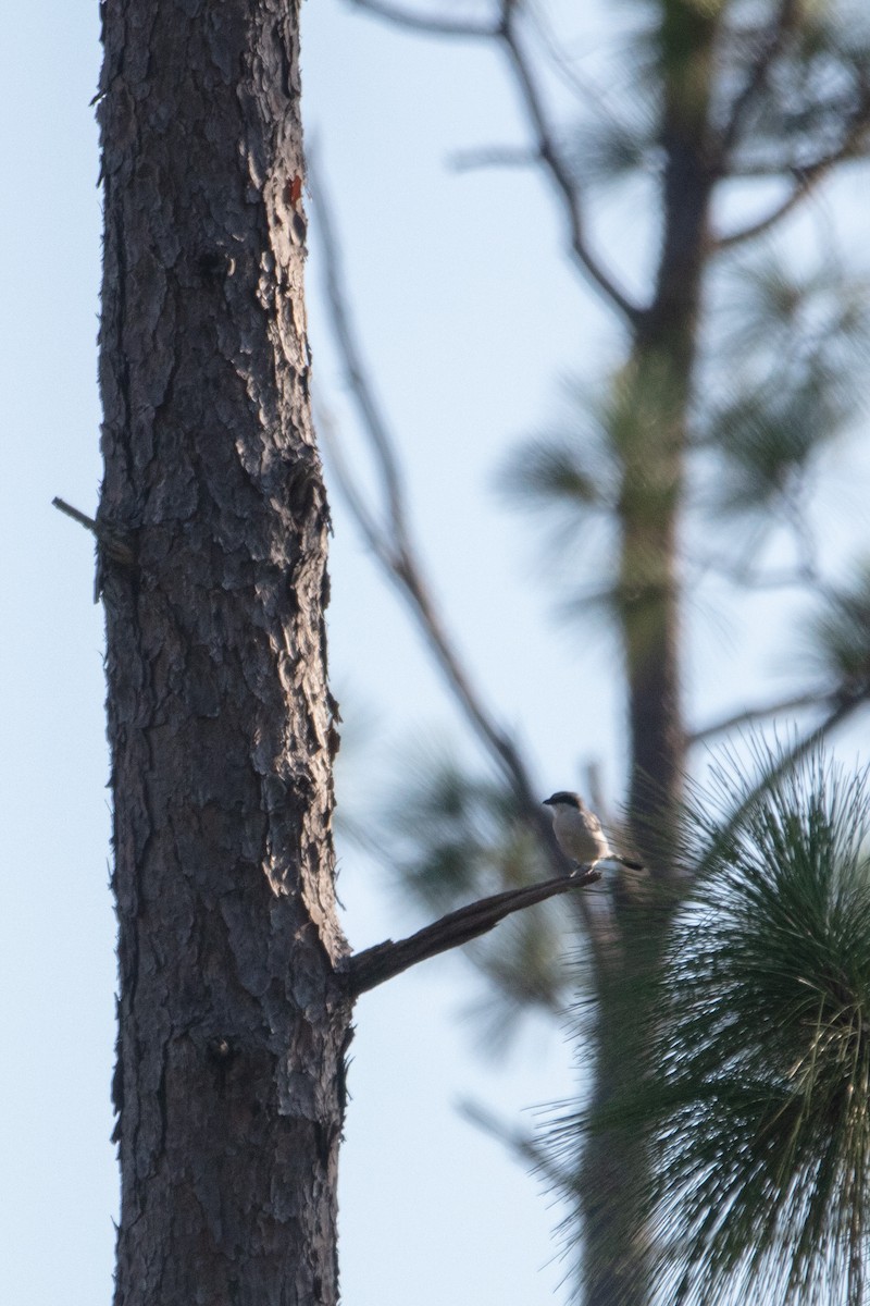 Loggerhead Shrike - ML609183247