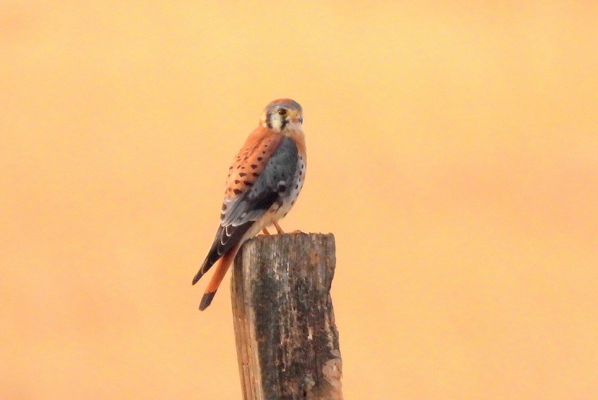 American Kestrel - Diana LaSarge and Aaron Skirvin