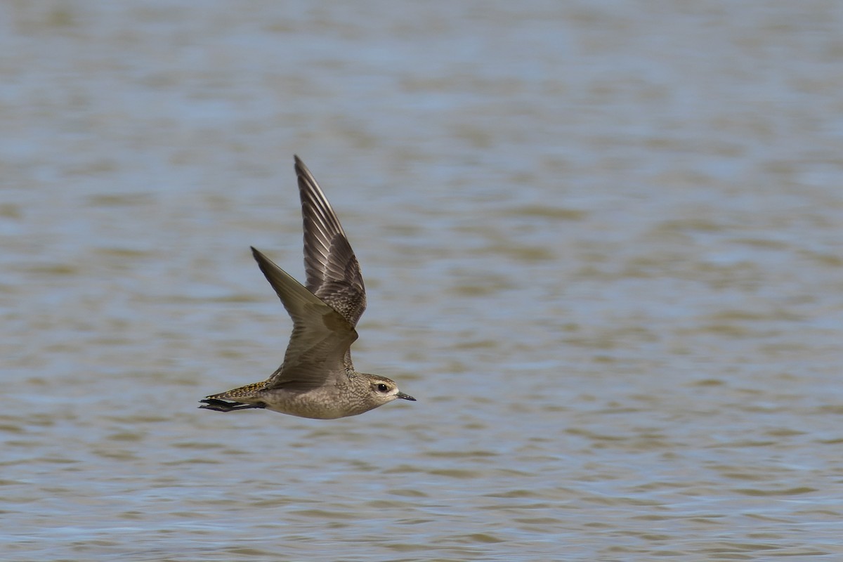 American Golden-Plover - ML609183326