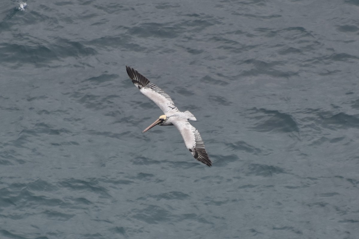 Brown Pelican - ML609183382