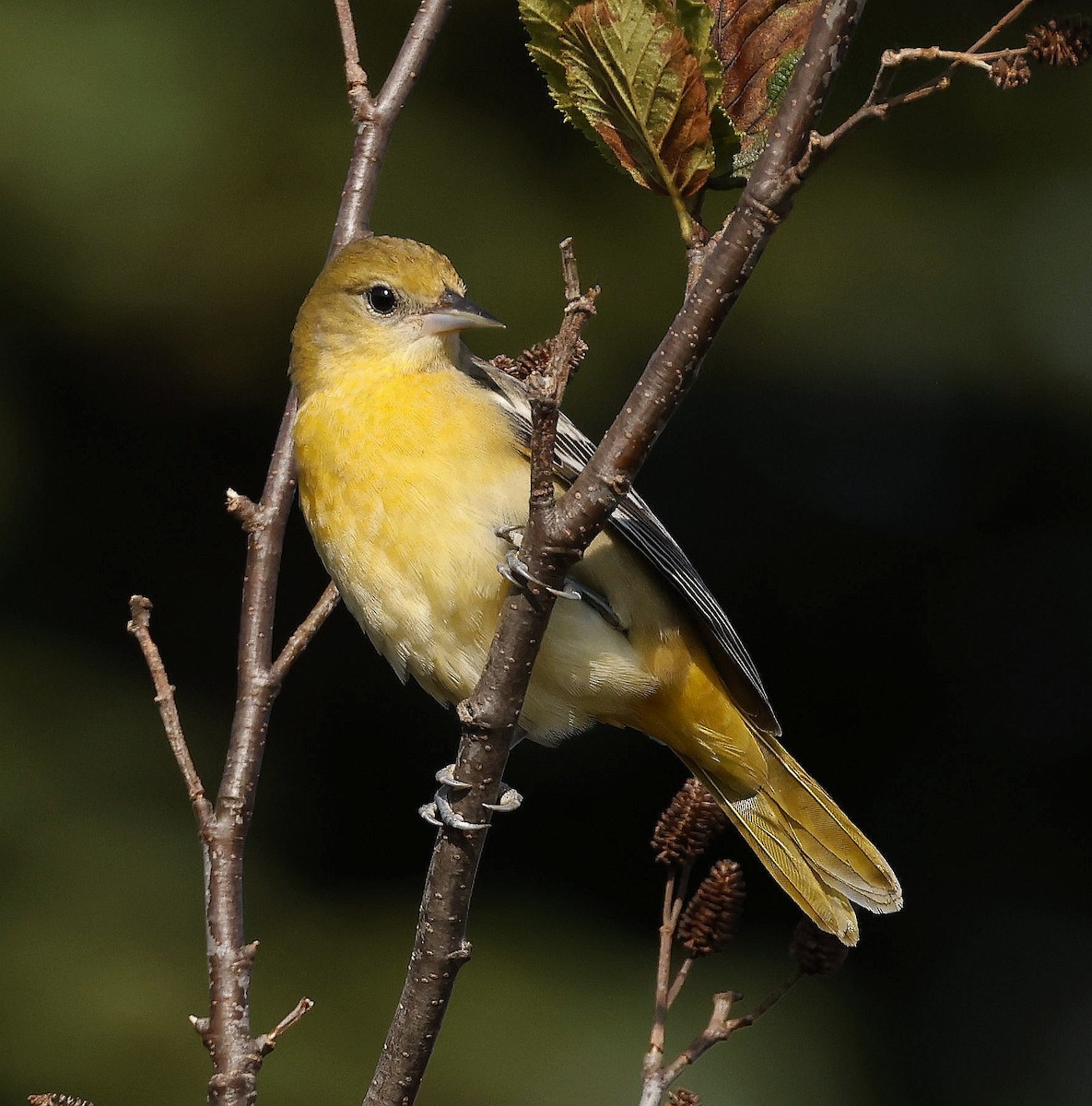 Oriole de Baltimore - ML609183399