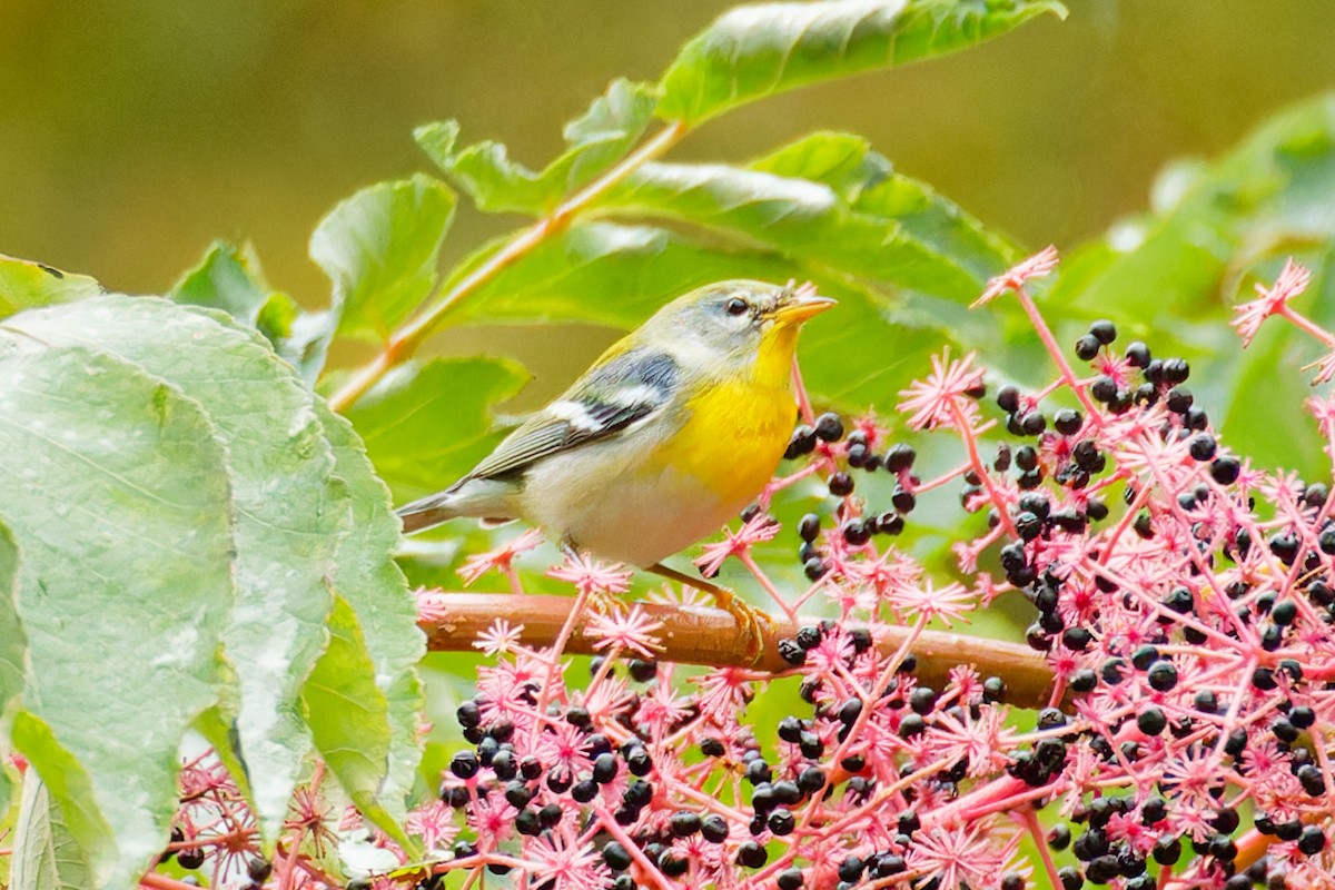 Northern Parula - ML609183409