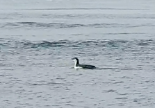 Common Murre - ML609183453