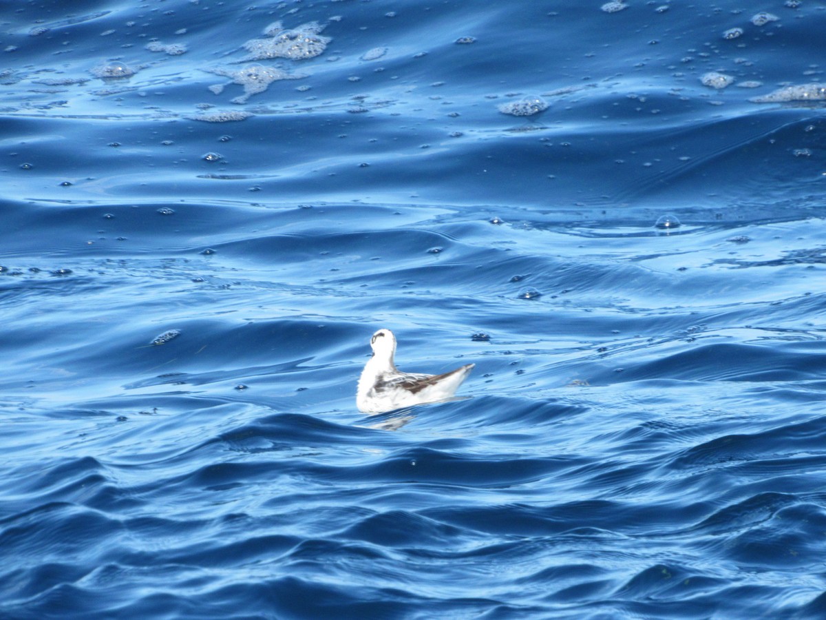 Red/Red-necked Phalarope - Miguel Circuito