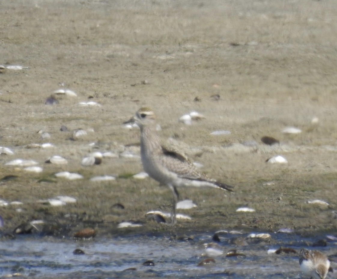 American Golden-Plover - ML609183532