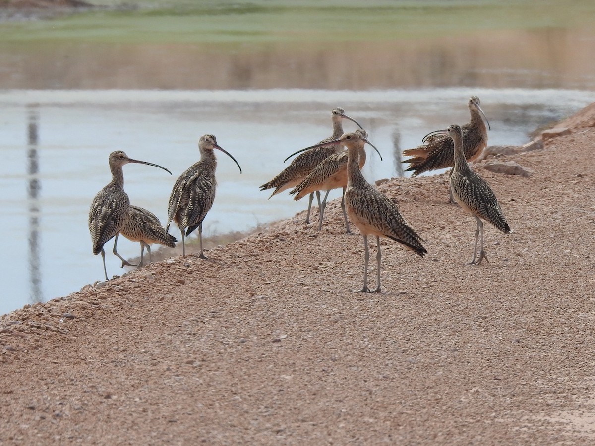 Long-billed Curlew - ML609183542