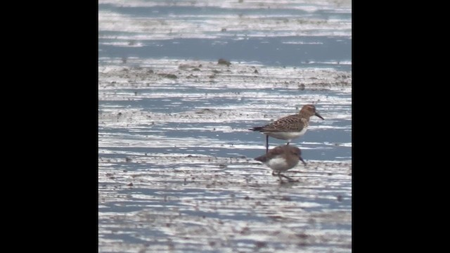 Baird's Sandpiper - ML609183623