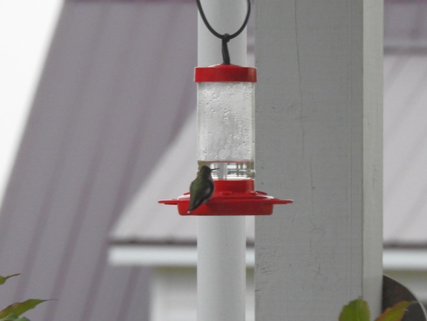 Ruby-throated Hummingbird - ML609183702