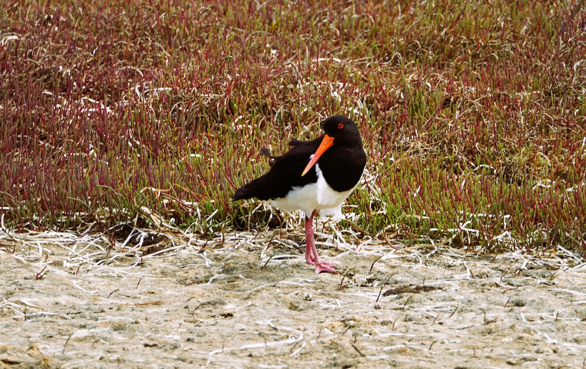 Pied Oystercatcher - Andrew McDonald