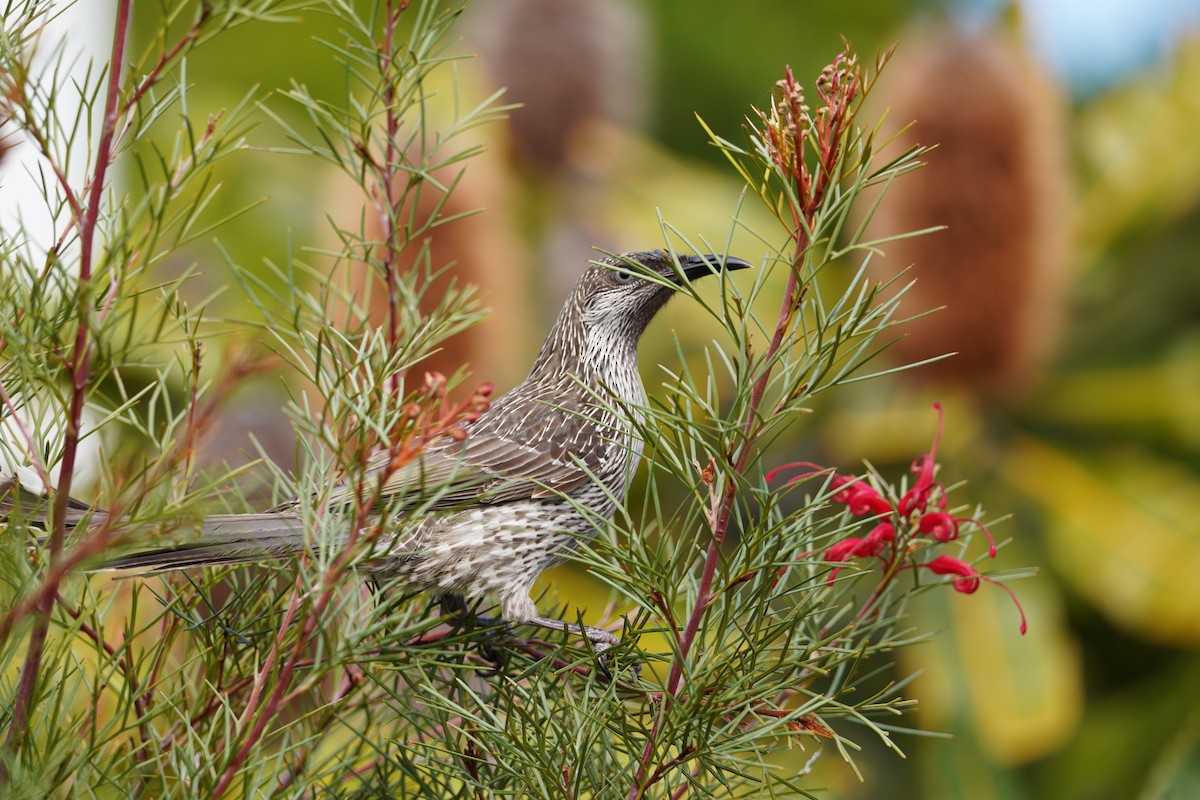 Little Wattlebird - ML609183926