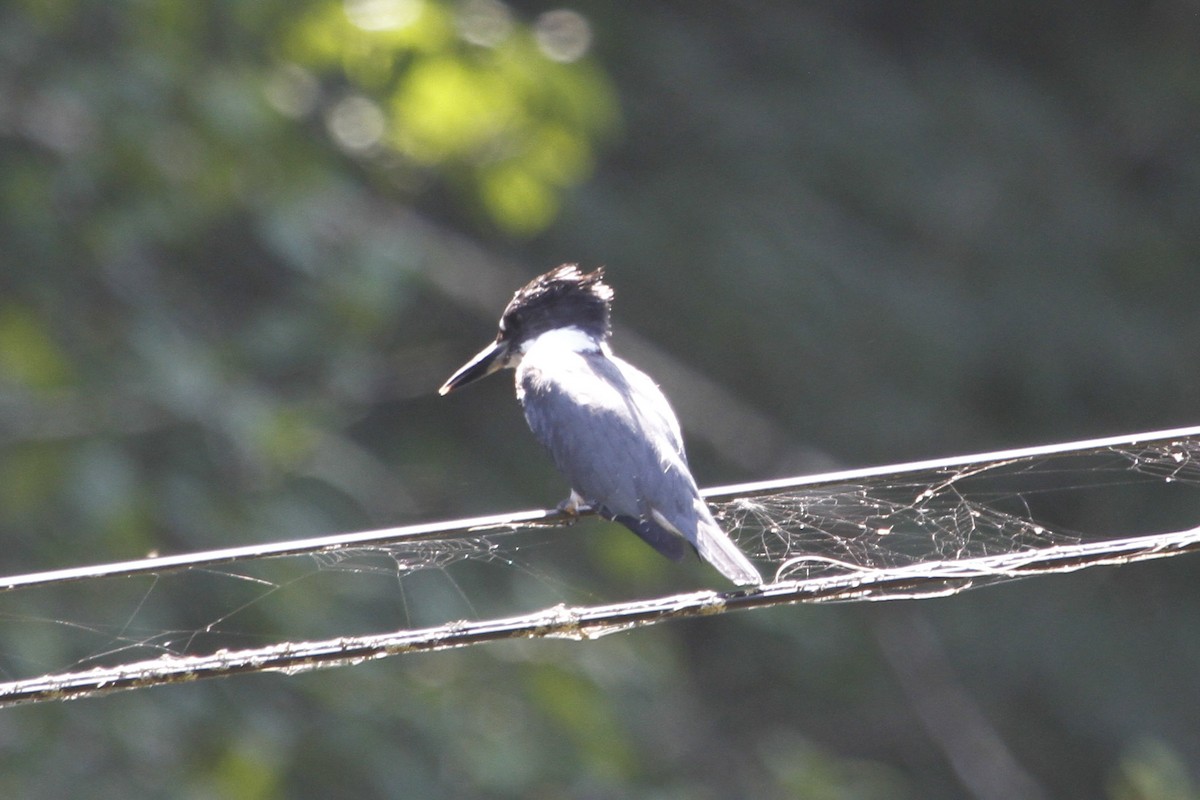 Belted Kingfisher - ML609184001