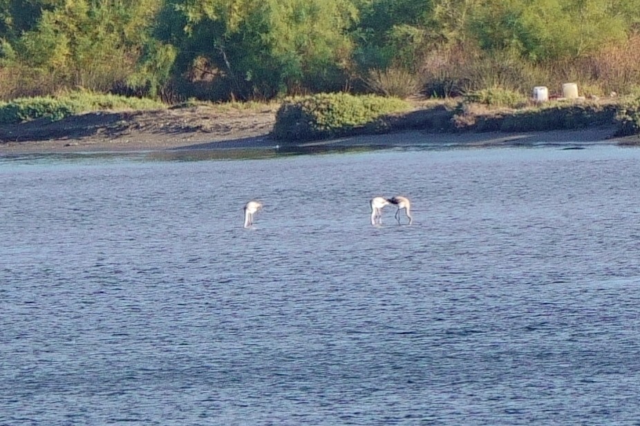 Greater Flamingo - Howard Haysom