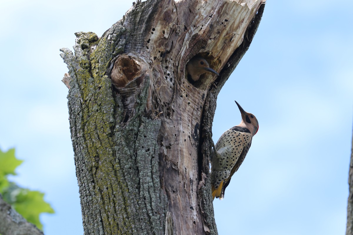 Northern Flicker - bill belford