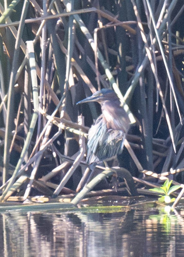 Green Heron - ML609184028