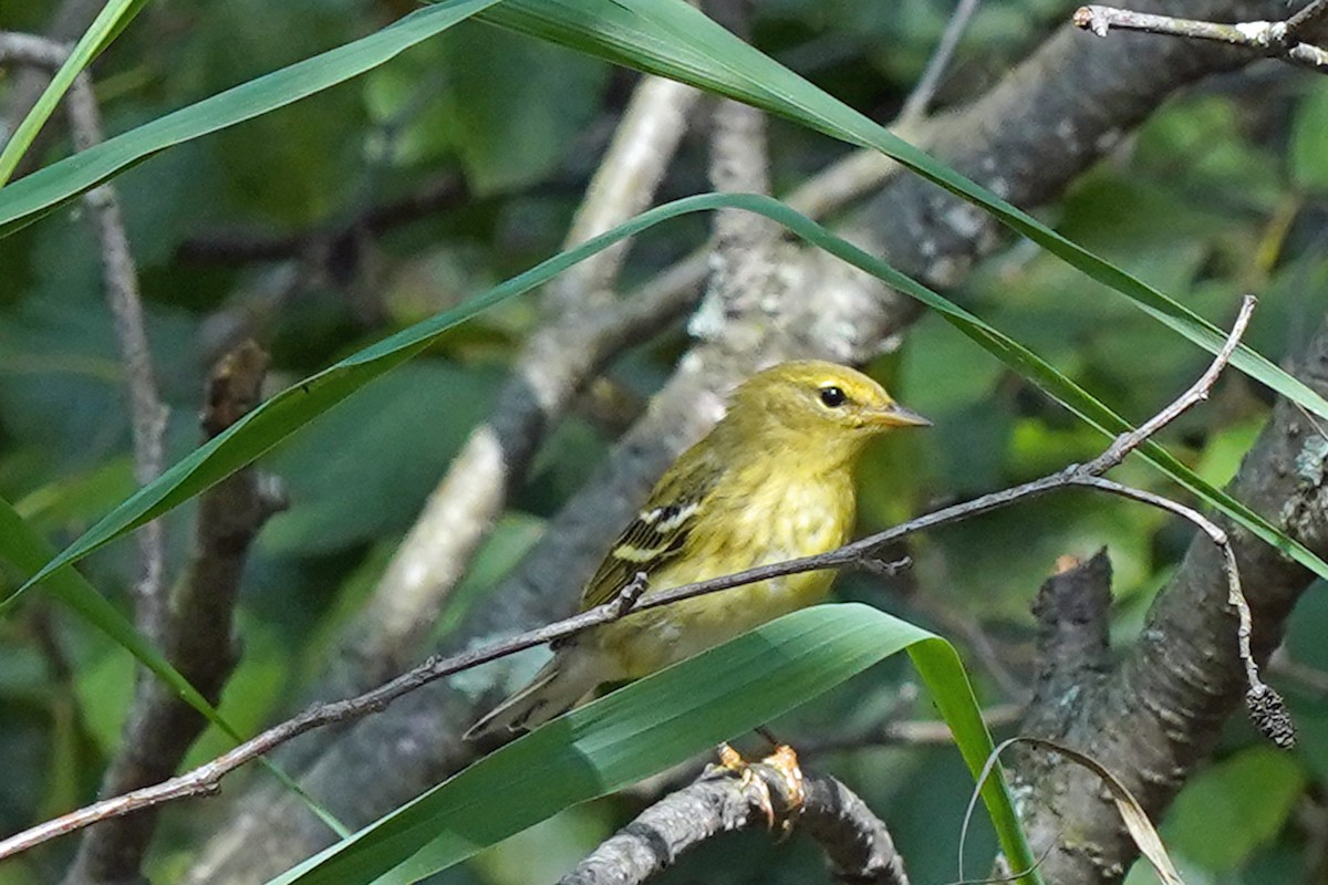 Streifenwaldsänger - ML609184040