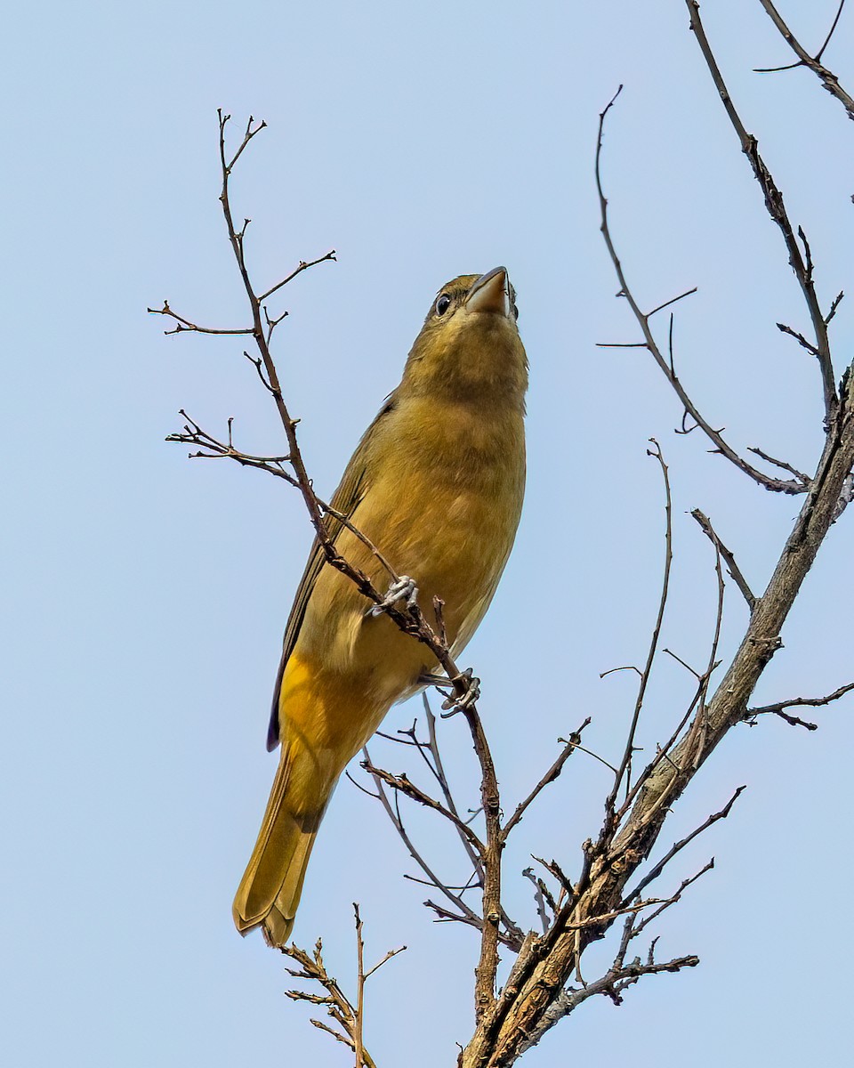 Summer Tanager - ML609184058