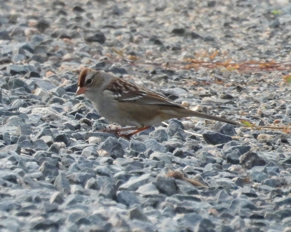 White-crowned Sparrow - ML609184121