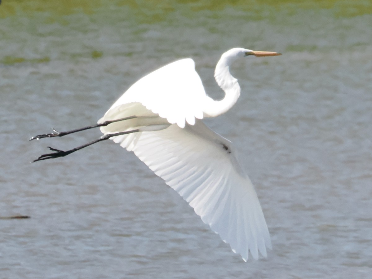 Great Egret - ML609184148