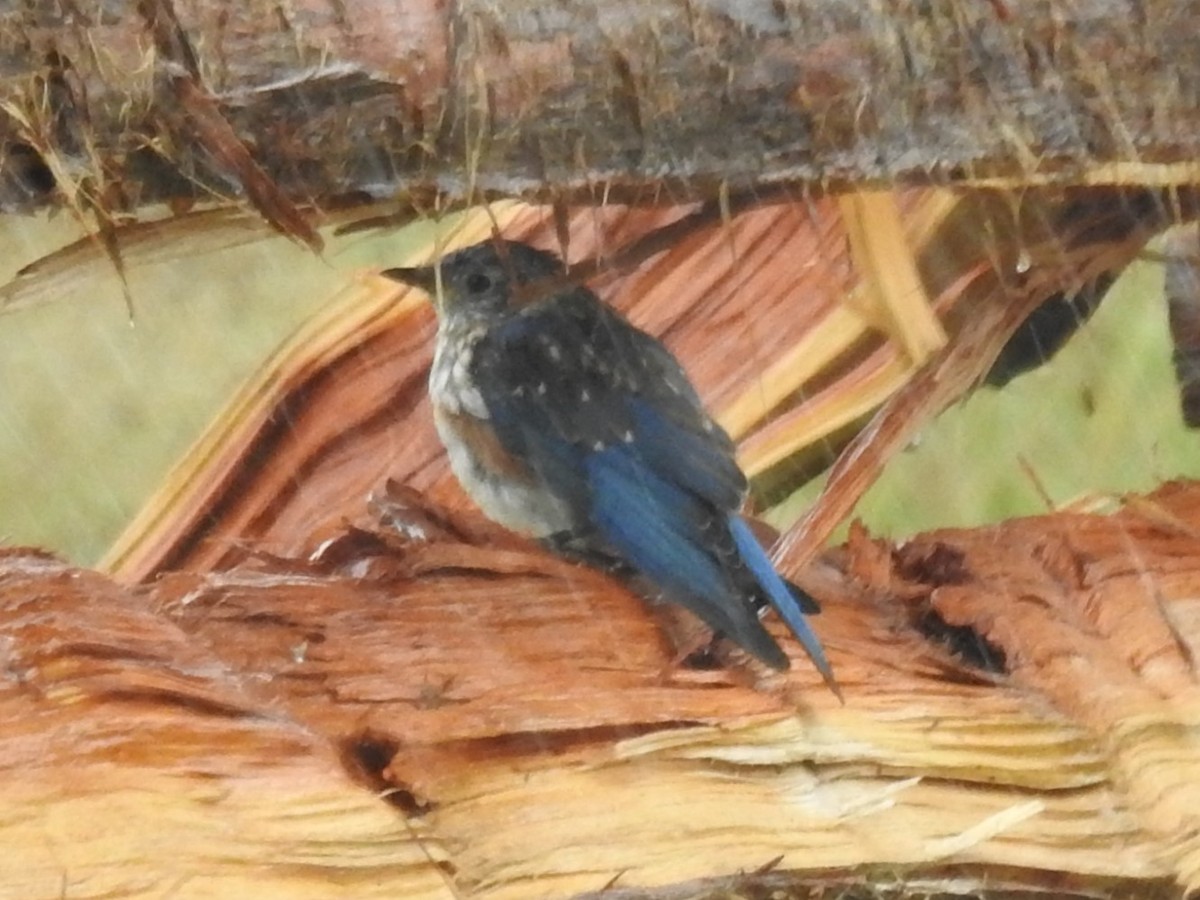 Eastern Bluebird - Erik Bergman