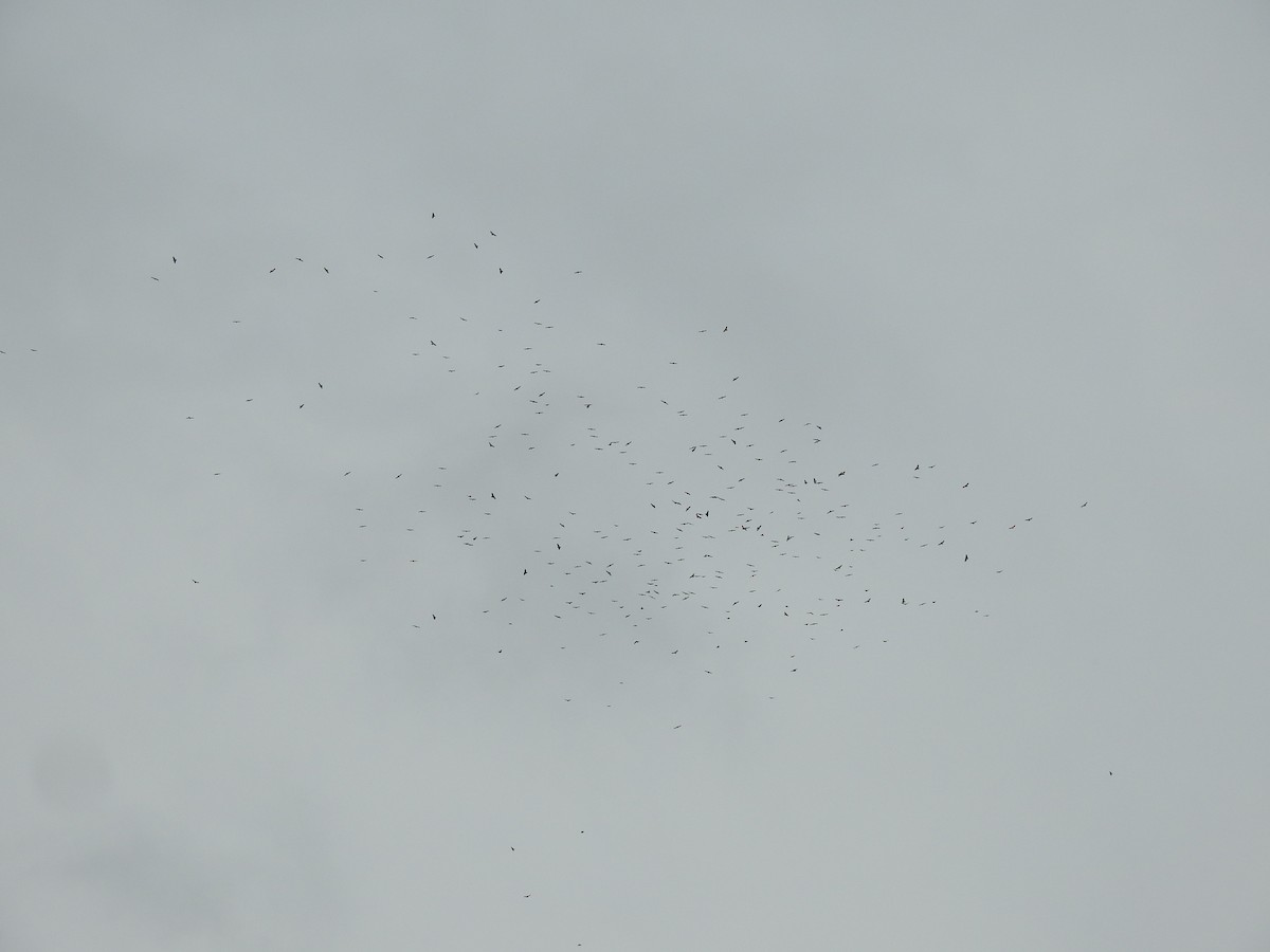 Broad-winged Hawk - ML609184344