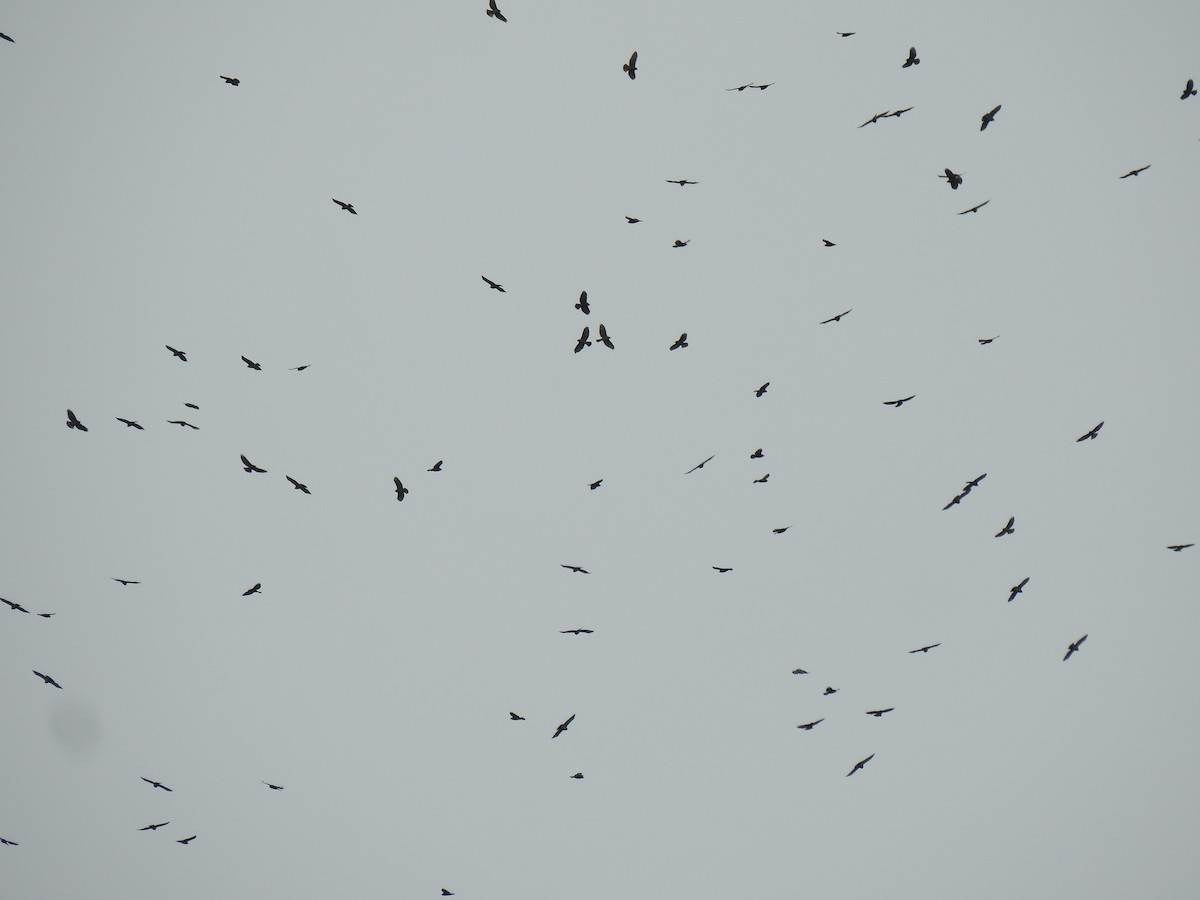 Broad-winged Hawk - ML609184345