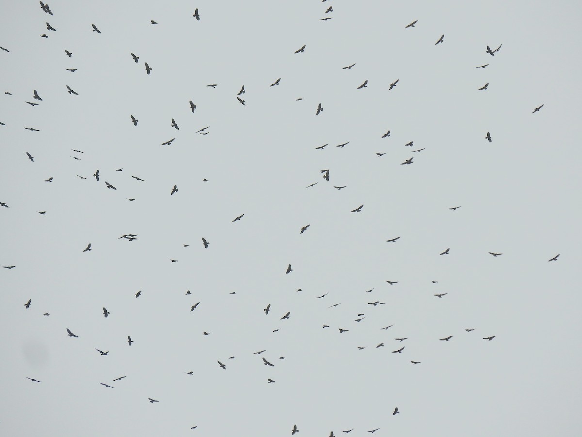 Broad-winged Hawk - ML609184358