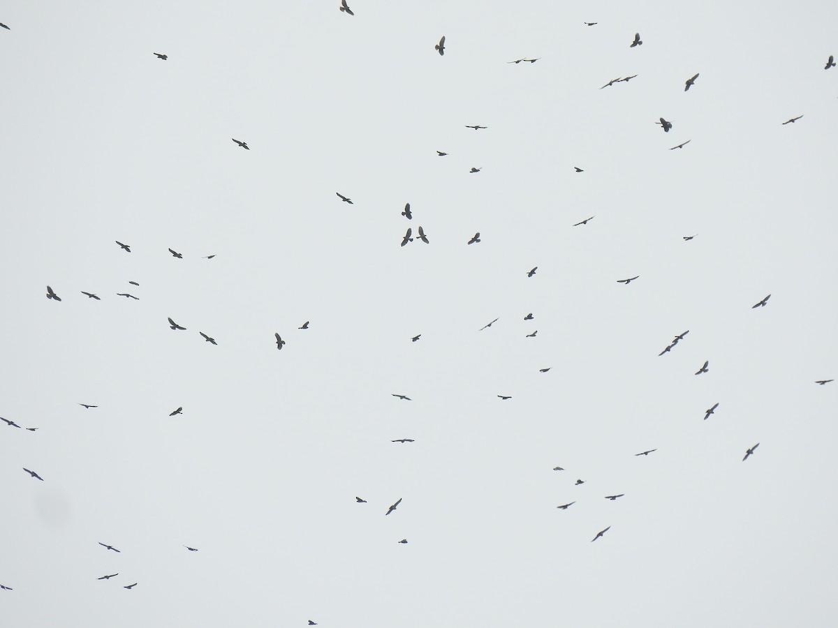 Broad-winged Hawk - ML609184362