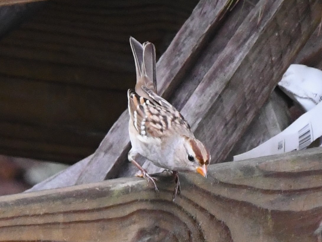 White-crowned Sparrow - ML609184412