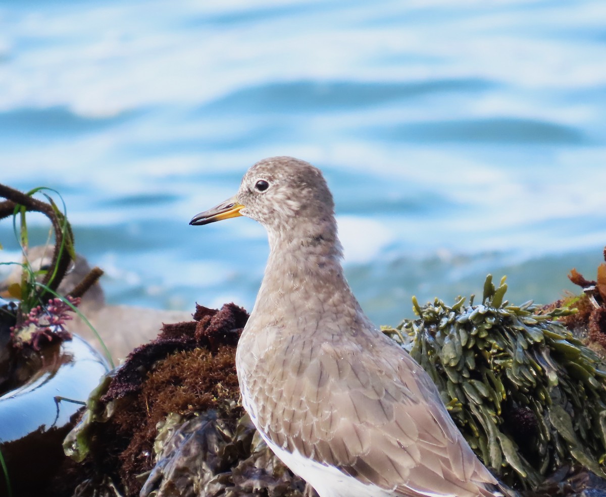 Surfbird - ML609184441