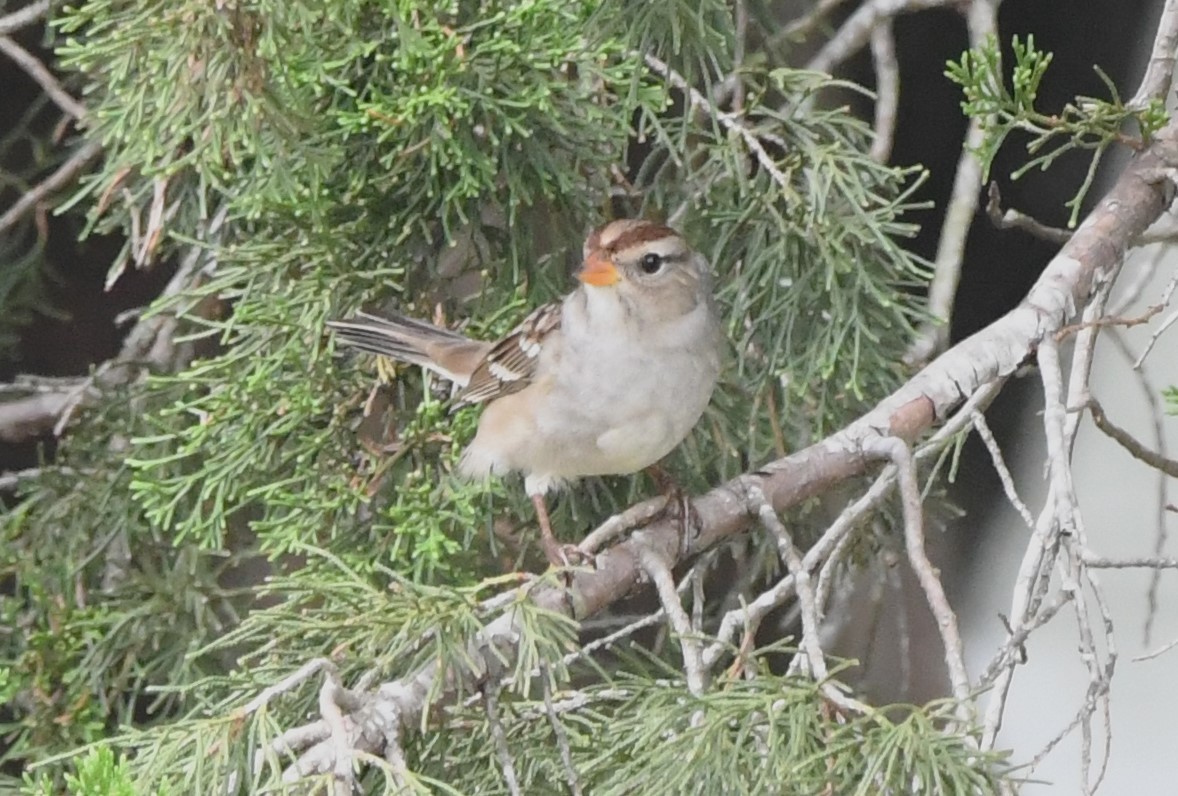 White-crowned Sparrow - ML609184447