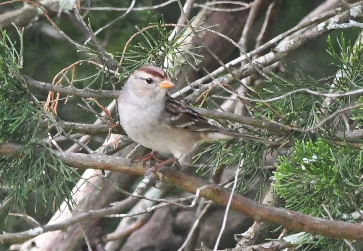 White-crowned Sparrow - ML609184494