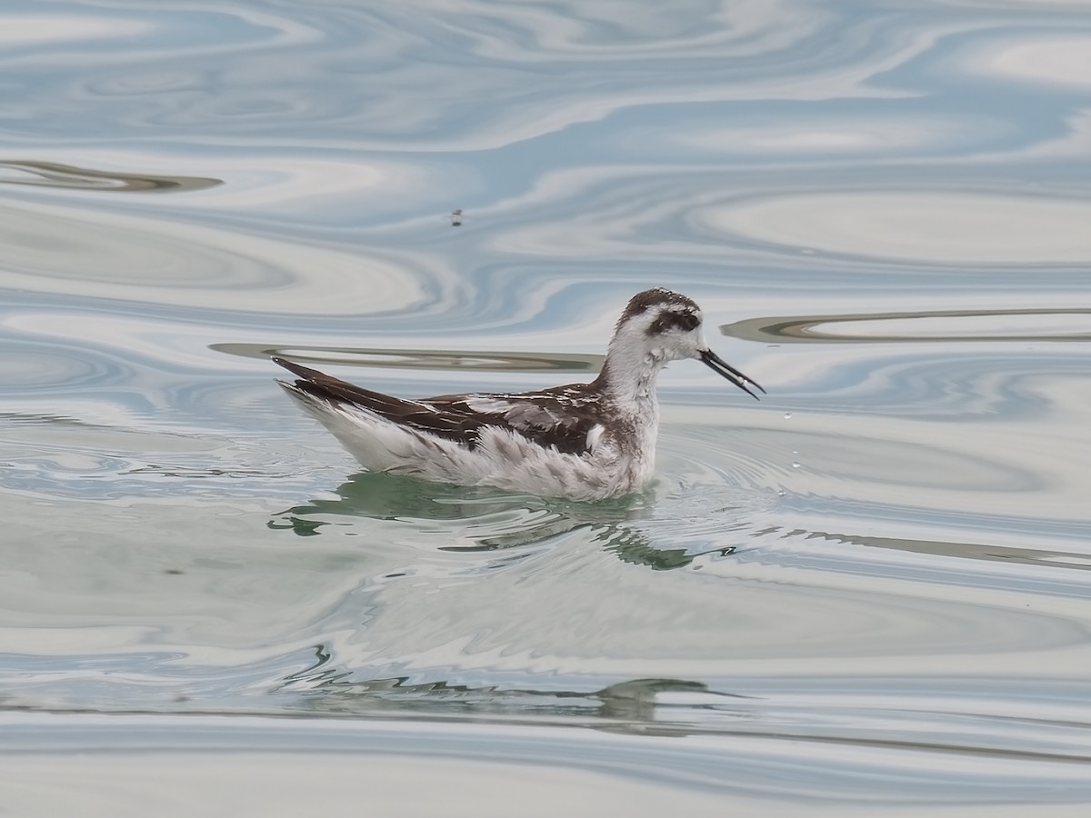 Red-necked Phalarope - ML609184571