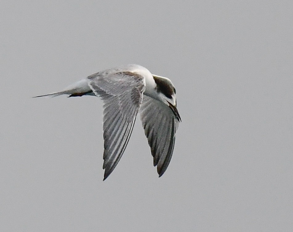 Common Tern - ML609184654