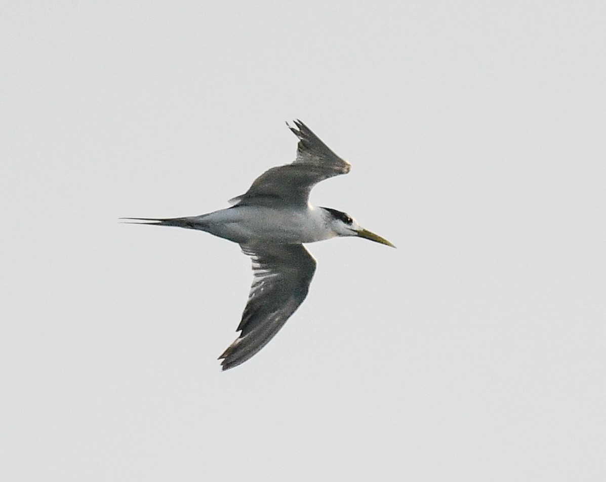 Great Crested Tern - ML609184727