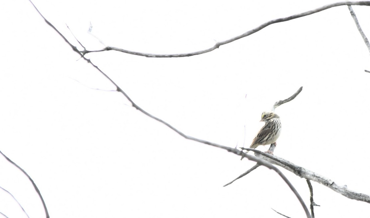 Savannah Sparrow - Monique Maynard