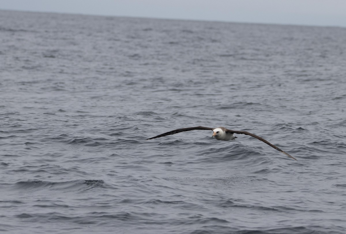 Laysan Albatross - ML609184768